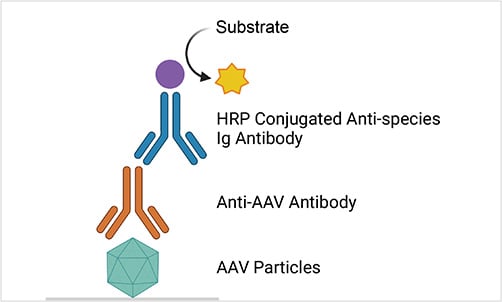 Anti-AAV antibody assay format