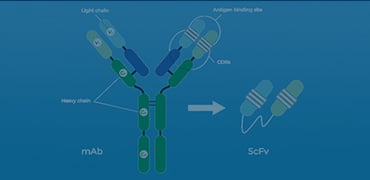 Anti-scFv Antibodies