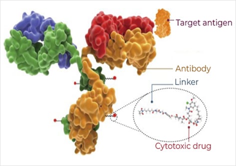 Anti-payload Antibodies