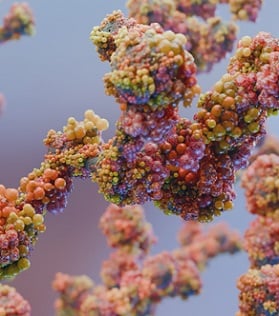 Anti-idiotype Antibodies