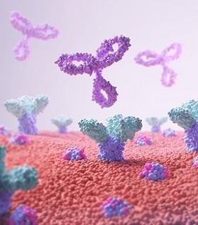Anti-CD Antibodies