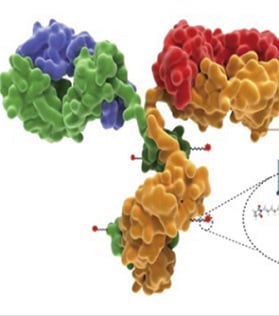 Anti-payload Antibodies