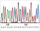 Sanger Sequencing