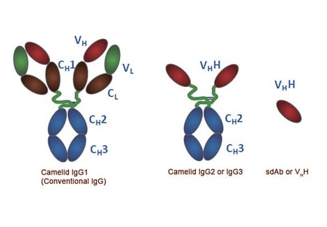 Anti-VHH Antibodies