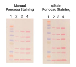 Manual vs eStain Ponceau Staining