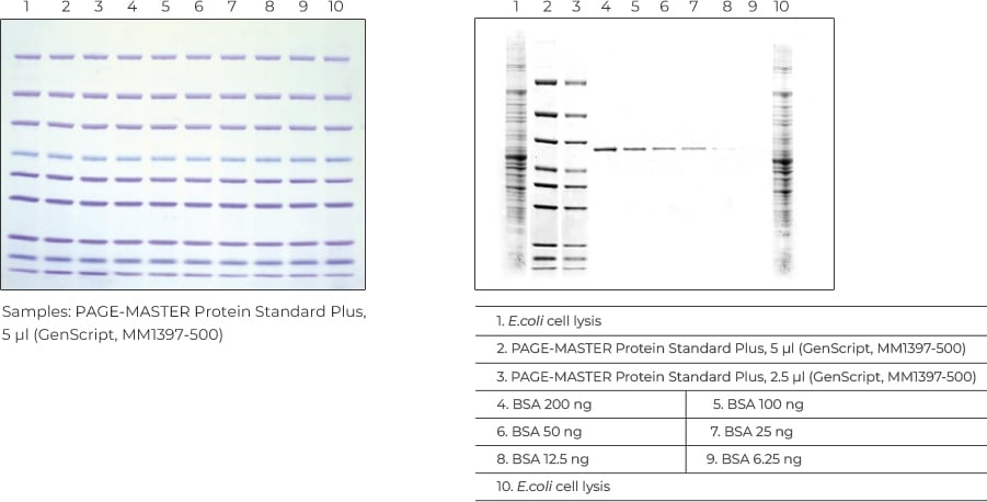 Excellent sensitivity and repeatability with Coomassie Blue