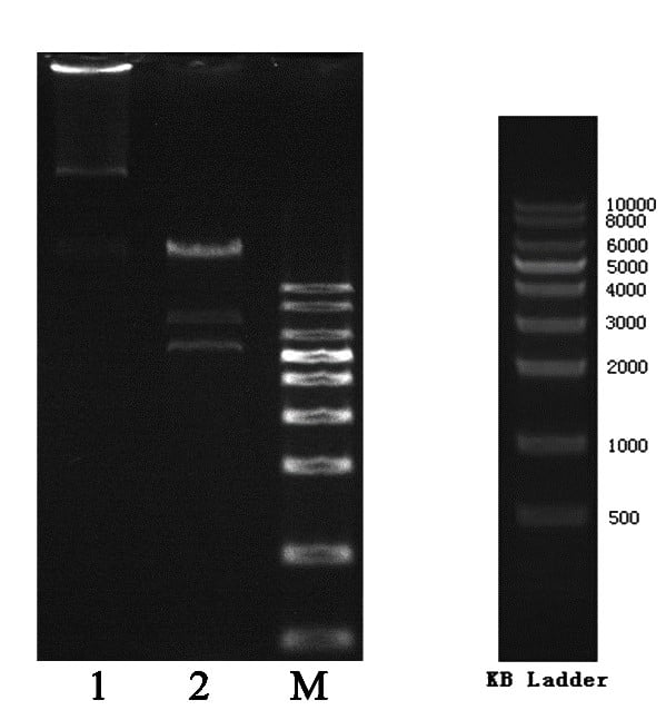 Plasmid gel electrophoresis & digested products by SalI