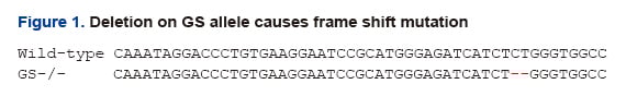Deletion on GS allele causes frame shift mutation 