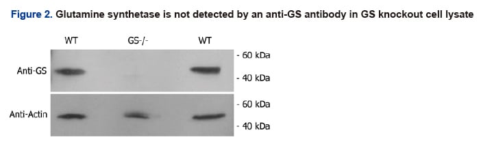 Glutamine synthetase is not detected by an anti-GS andtibody in GS knockout cell lysate