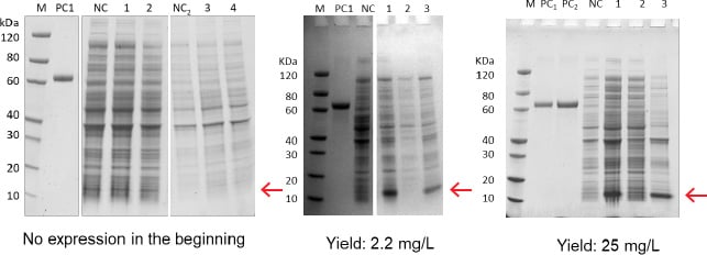 bacterial protein customized service case1