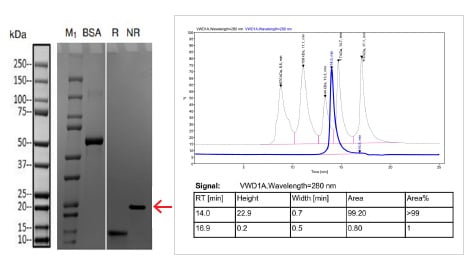 bacterial protein customized service SEC-HPLC