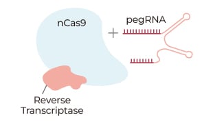 CRISPR/Cas9 sgRNA