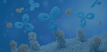 MonoRab™ Rabbit Anti-Camelid VHH Antibody Plate (Clear, 8×12 strip)