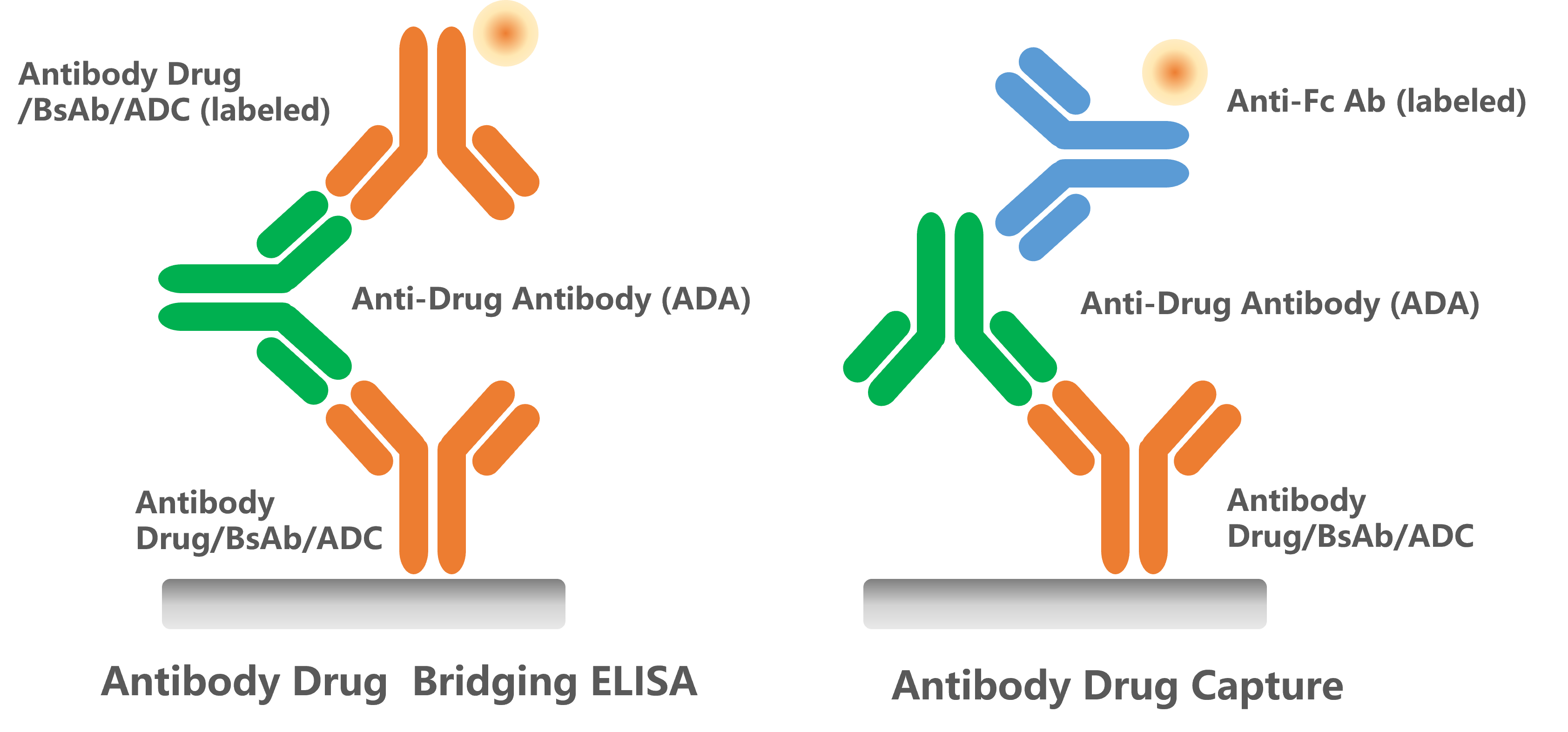 GenScript’s anti-idiotype antibodies