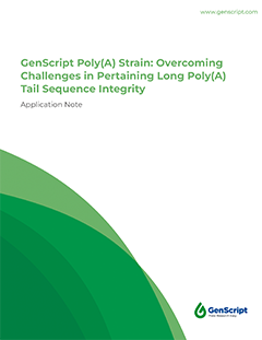  GenScript Poly(A) Strain: Overcoming Challenges in Pertaining Long Poly(A) Tail Sequence Integrity