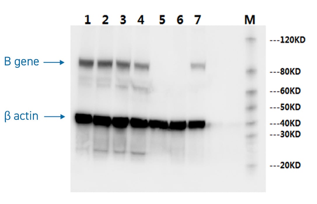 Validation of B gene KO by WB
