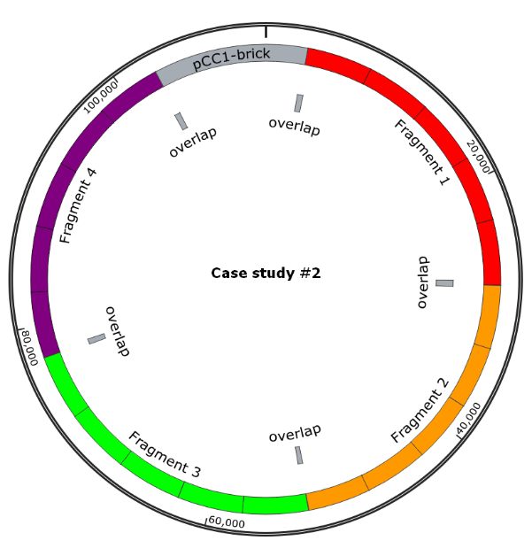 Final construct and assembly strategy