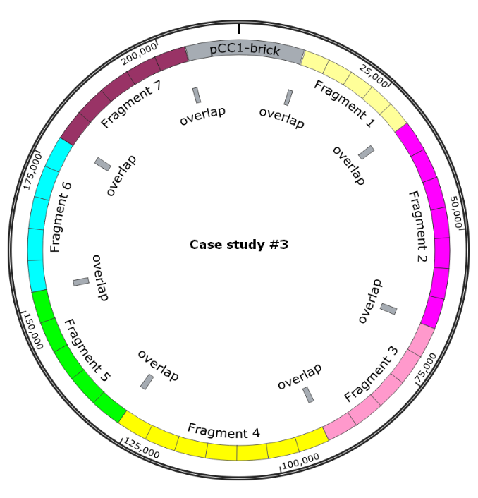 Final construct and assembly strategy