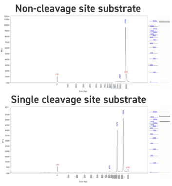 Substrate fragment analysis