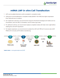 mRNA LNP in vitro Cell Transfection