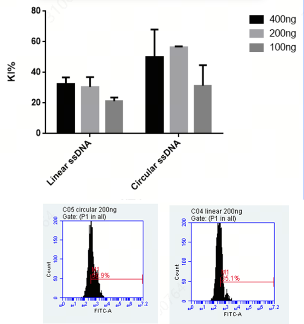 Dual-LNP Delivery System for Highly Efficient Cas9 mRNA-Based Gene Knock-In at the RAB11 Locus